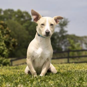 Mixed Breed Dogs Available for Adoption in Franklin, Tennessee - Trout | PetCurious