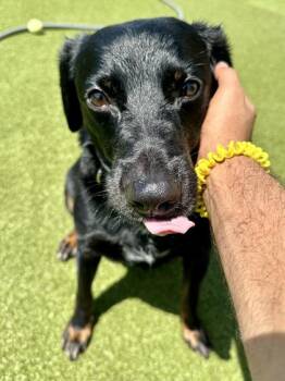 Coco -  Mixed Breed Dog for Adoption in Wichita, Kansas - Coco | PetCurious