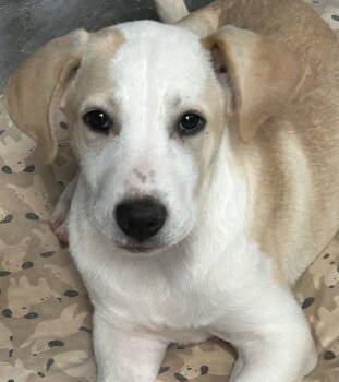 Rescue Labrador Retriever Dogs for Adoption in Rockaway, New Jersey - Grace Lonestar | PetCurious