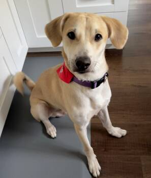 Bartholomew -  Yellow Labrador Retriever Dog for Adoption in Lisbon, Iowa - Bartholomew | PetCurious