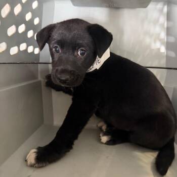 Elfie -  Collie Dog for Adoption in Birmingham, Alabama - Elfie | PetCurious