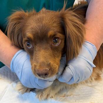 Dachshund and Shetland Sheepdog Sheltie Dogs Available for Adoption in Nashville, Tennessee - Jovie | PetCurious