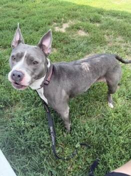 Lilah -  Pit Bull Terrier and Mixed Breed Dog for Adoption in Kansas City, Missouri - Lilah | PetCurious
