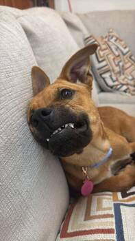 DELILAH -  Boxer Dog for Adoption in Broomfield, Colorado - DELILAH | PetCurious