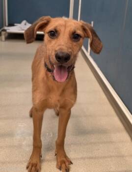 Fuse -  Airedale Terrier and Mixed Breed Dog for Adoption in Honolulu, Hawaii - Fuse | PetCurious