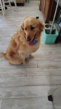 Golden Retriever Dogs Available for Adoption in Chattanooga, Tennessee - Hazel | PetCurious