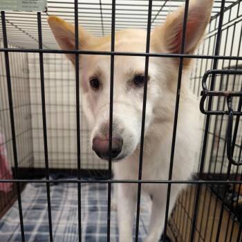 Blanco -  Shepherd and Mixed Breed Dog for Adoption in League City, Texas - Blanco | PetCurious
