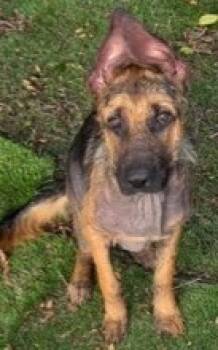 Rescue Shepherd Dogs for Adoption in Dallas, Texas - Blaze | PetCurious