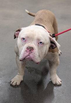American Bulldog Dogs Available for Adoption - BAMBERG | PetCurious