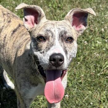 Nova -  Pit Bull Terrier Dog for Adoption in Jefferson, Wisconsin - Nova | PetCurious