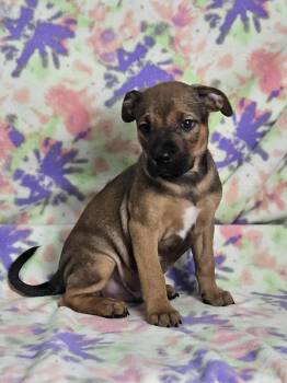 Rescue Pit Bull Terrier Dogs for Adoption in East Sparta, Ohio - Peter Pan | PetCurious