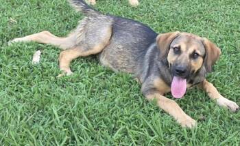 Gena -  German Shepherd Dog and Mixed Breed Dog for Adoption in Zimmerman, Minnesota - Gena | PetCurious