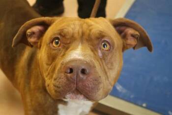 Rescue Mixed Breed Dogs for Adoption in Columbia, South Carolina - BAYLOR | PetCurious