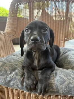 Greg -  Hound and Shepherd Dog for Adoption in Irwin, Pennsylvania - Greg | PetCurious