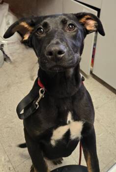 Shepherd and Rottweiler Dogs Available for Adoption in Sandusky, Ohio - JUNIPER | PetCurious