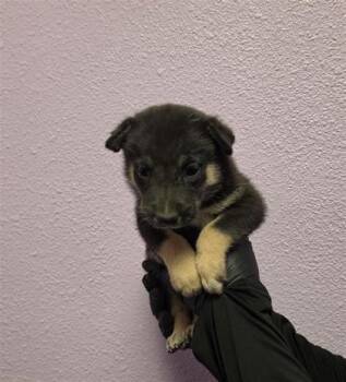61621406 -  Shepherd and Mixed Breed Dog for Adoption in El Paso, Texas - 61621406 | PetCurious