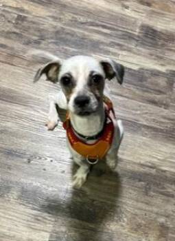 Chihuahua and Shih Tzu Dogs Available for Adoption in Wekiwa Springs, Florida - Paco | PetCurious
