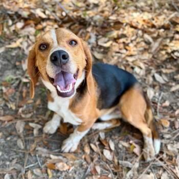 Mixed Breed Dogs Available for Adoption - Bugsy | PetCurious