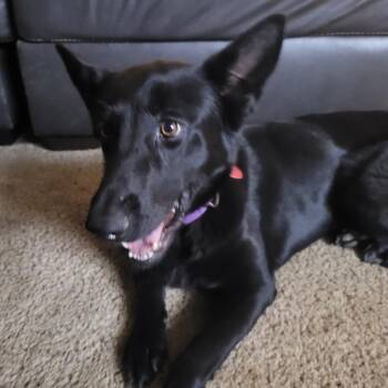 Opal -  German Shepherd Dog Dog for Adoption in Tulsa, Oklahoma - Opal | PetCurious