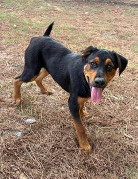 Diego -  Rottweiler and Shepherd Dog for Adoption in Little Rock, Arkansas - Diego | PetCurious