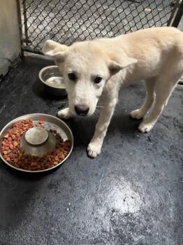 Mckail -  German Shepherd Dog Dog for Adoption in Dallas, Texas - Mckail | PetCurious