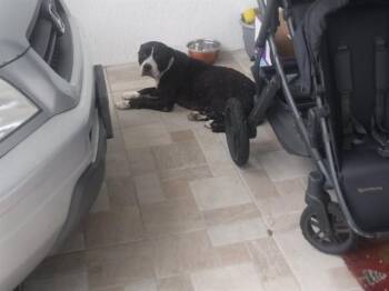 JOY -  Terrier and Mixed Breed Dog for Adoption in Doral, Florida - JOY | PetCurious