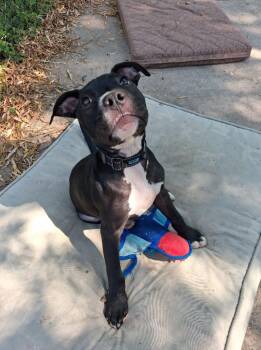 Rozlyn -  Mixed Breed Dog for Adoption in Taycheedah, Wisconsin - Rozlyn | PetCurious