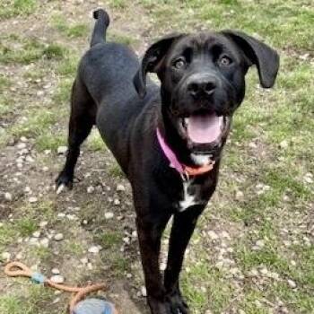 Black Labrador Retriever Dogs Available for Adoption in Buffalo, New York - Gumdrop | PetCurious