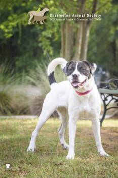 American Staffordshire Terrier and Mixed Breed Dogs Available for Adoption in North Charleston, South Carolina - 91857a Loretta Lynn | PetCurious