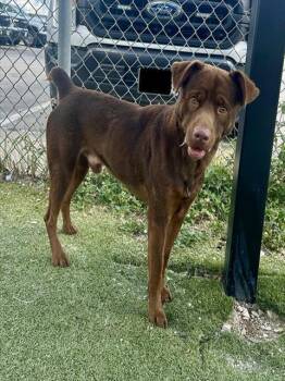 NOLAN -  Labrador Retriever and Mixed Breed Dog for Adoption in Pasadena, Texas - NOLAN | PetCurious