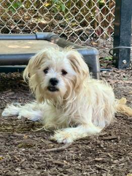 Almond -  Maltese Dog for Adoption in Trenton, New Jersey - Almond | PetCurious