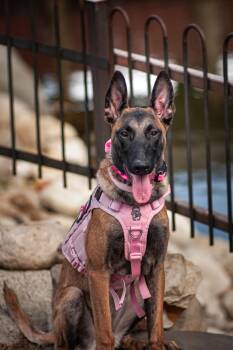 Gatorade -  Belgian Shepherd Malinois Dog for Adoption in Salt Lake City, Utah - Gatorade | PetCurious