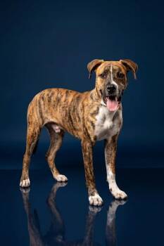 BOOKER T -  Boxer and Mixed Breed Dog for Adoption in Belleville, Illinois - BOOKER T | PetCurious