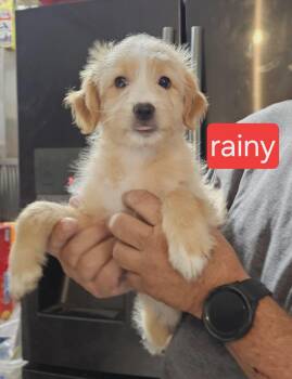 Rainy -  Collie Dog for Adoption in Fort Worth, Texas - Rainy | PetCurious
