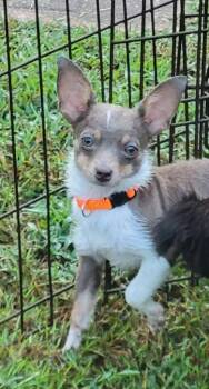 Elle Bean -  Chihuahua Dog for Adoption in Taycheedah, Wisconsin - Elle Bean | PetCurious