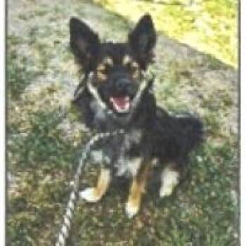 Miso -  Chihuahua and Mixed Breed Dog for Adoption in Hawthorne, California - Miso | PetCurious
