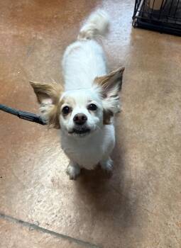 Ozzy -  Papillon and Chihuahua Dog for Adoption in Bolivar, Missouri - Ozzy | PetCurious