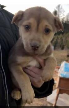 Mixed Breed Dogs Available for Adoption - Stevie Nicks | PetCurious