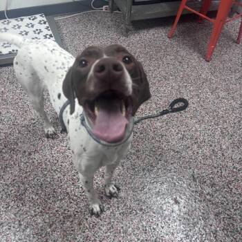 Mixed Breed and German Shorthaired Pointer Dogs Available for Adoption in Salt Lake City, Utah - Cal | PetCurious