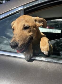 Rescue Pit Bull Terrier Dogs for Adoption in Mobile, Alabama - Dorothy | PetCurious