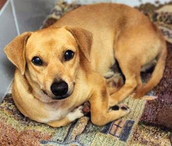 Dachshund and Mixed Breed Dogs Available for Adoption in Houston, Texas - MEL | PetCurious