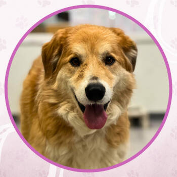 Rescue Mixed Breed Dogs for Adoption in Toms River, New Jersey - Peach Parfait | PetCurious