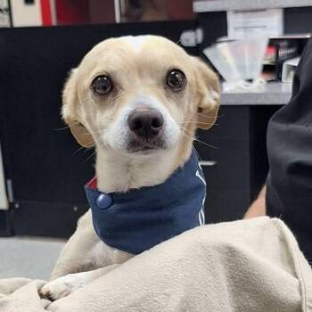 Chico -  Chihuahua Dog for Adoption in Lake Havasu City, Arizona - Chico | PetCurious