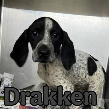 Drakken -  Coonhound and Mixed Breed Dog for Adoption in Franklin, North Carolina - Drakken | PetCurious
