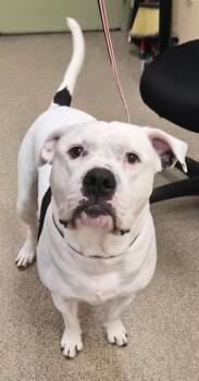 GUS -  American Bulldog and Mixed Breed Dog for Adoption in Fort Myers, Florida - GUS | PetCurious