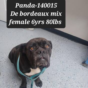 Dogue De Bordeaux Dogs Available for Adoption - Panda | PetCurious