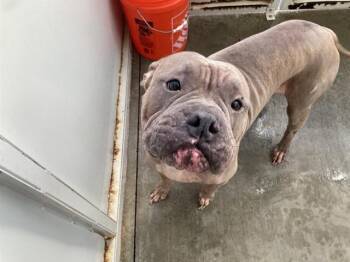 Rescue Pit Bull Terrier Dogs for Adoption in Tustin, California - BEETS | PetCurious