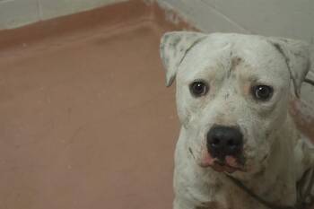 CADET -  Mixed Breed Dog for Adoption in Columbia, South Carolina - CADET | PetCurious