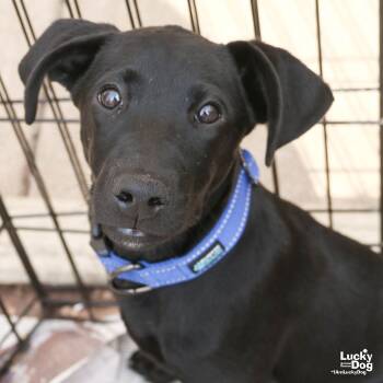 Rescue Labrador Retriever and Hound Dogs for Adoption in Washington, District Of Columbia - Babs | PetCurious