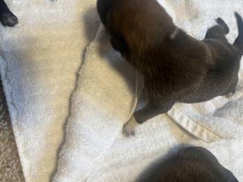 American Bulldog Dogs Available for Adoption - Delta Pup Baby | PetCurious